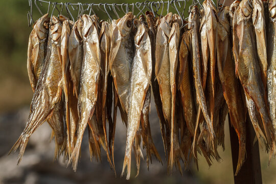 dried fish hanging on the clothesline on a sunny day, close-up