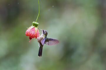 Hummingbird of Ecuador