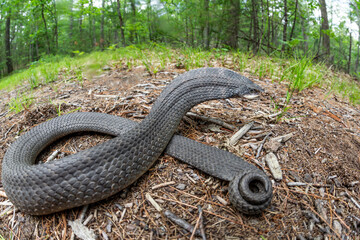 Eastern hognose snake displaying hooding defensive behavior -Massachusetts 