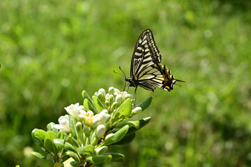 Swallowtail butterfly sits on a white flower.