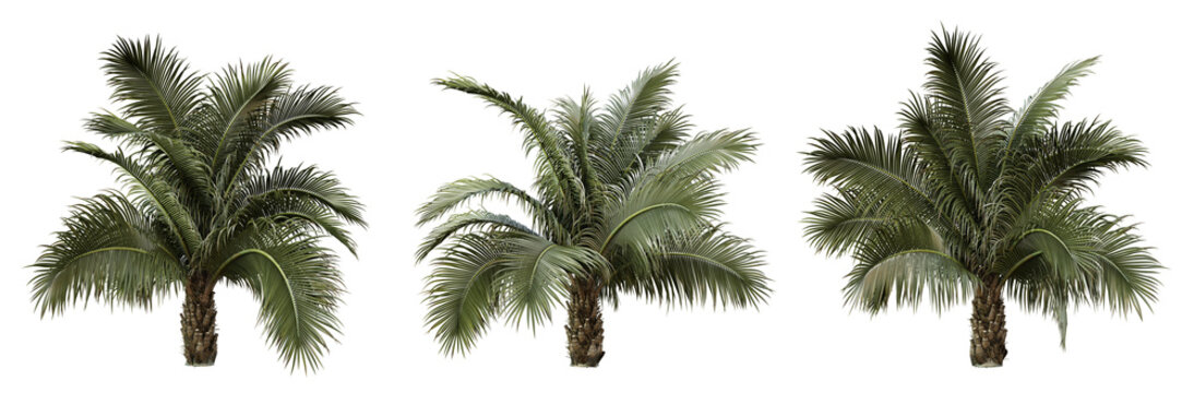 Beccariophoenix alfredii palm tree on transparent background, png plant, 3d render illustration.