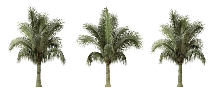 Beccariophoenix alfredii palm tree on transparent background, png plant, 3d render illustration.