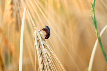 Alphitobius diaperinus beetle insect on the grain while eating. Grain mold beetle on, lesser...