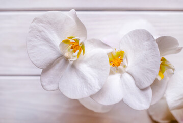 Fototapeta na wymiar A branch of white orchids on a white wooden background 