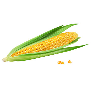 Corn realistic isolated illustration on white background.