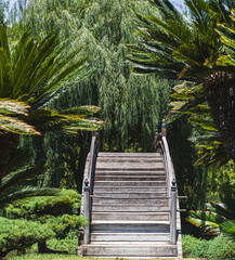 wooden bridge in tropical forest