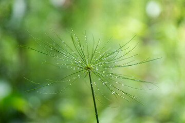 Papyrus or Cyperus haspan plant on nature background.