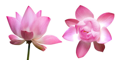 Pink lotus flower on transparent background.