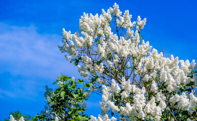Inflorescence of a white lilac against a blue sky
