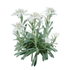 Group of Edelweiss flowers with furry petals and leaves. Edelweiss is a mountain flower rare flowering plant in Leontopodium genus belonging to the daisy family native to the European Alps - 617545769