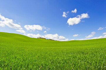 Obraz premium Green Sloping Meadows of Tuscany