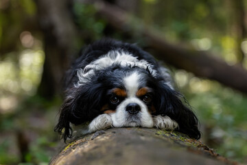 Cute cavalier King Charles spaniel tricolor, resting on a log of a fallen tree against the background of a green forest flooded with sunlight.