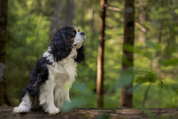 Cute cavalier King Charles spaniel tricolor, sitting on a log of a fallen tree against the background of a green forest with sunlight.