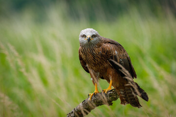 Black kite, Milvus migrans, perched on branch in meadow. Endangered bird of prey in windy summer day. Cute bird with beautiful eyes and feather. Wildlife nature. Natural habitat. Wild black kite.