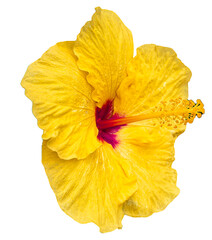 Yellow Hibiscus 5