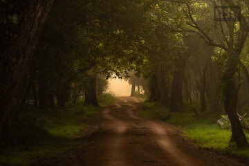 Naklejka premium path in the woods