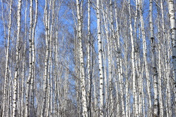 Trunks of birch trees against blue sky, birch forest in sunlight in spring, birch trees in bright...