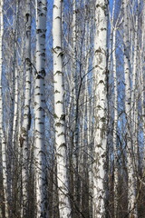 Obraz premium Trunks of birch trees against blue sky, birch forest in sunlight in spring, birch trees in bright sunshine