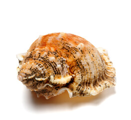 Shell of frog snail (Bursa bubo) isolated on white background. Close-up view.