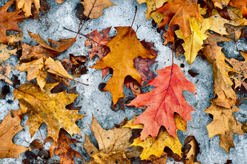 Fallen oak leaves lying on the melting snow in springtime