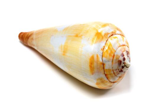 Seashell isolated on white background