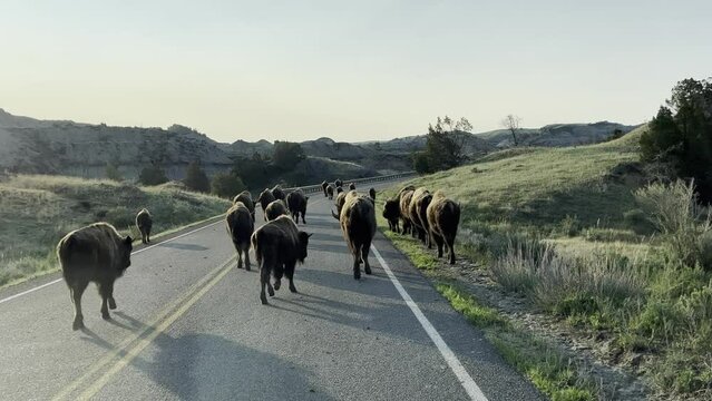 The badlands hills and mountains with Wild Bison in Theodore Roosevelt National Park in North Dakota.