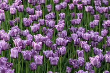 Tulips background in sun spring day. Selective focus.