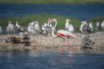Naklejka premium Flamingo » Phoenicopterus roseus » Greater Flamingo