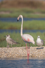 Obraz premium Flamingo » Phoenicopterus roseus » Greater Flamingo