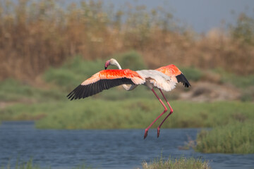  Flamingo » Phoenicopterus roseus » Greater Flamingo