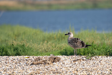 Gümüş martı » Yellow-legged Gull » Larus michahellis