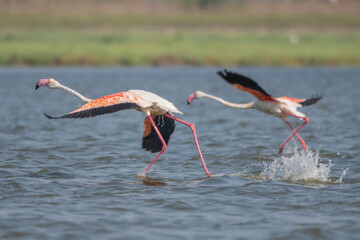  Flamingo » Phoenicopterus roseus » Greater Flamingo