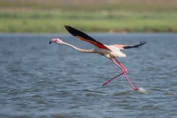  Flamingo » Phoenicopterus roseus » Greater Flamingo