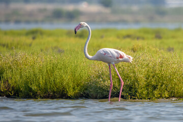  Flamingo » Phoenicopterus roseus » Greater Flamingo