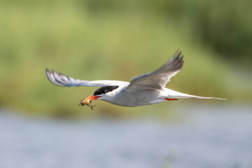 Bıyıklı sumru » Whiskered Tern » Chlidonias hybrida