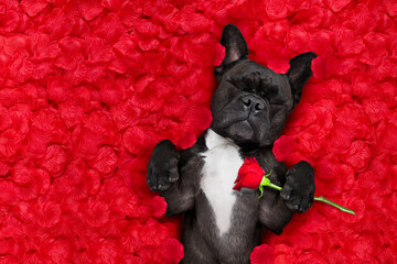 french bulldog dog lying in bed full of red rose flower petals as background  , in love on...