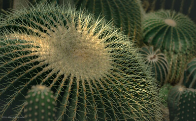 Piękny zielony kaktus