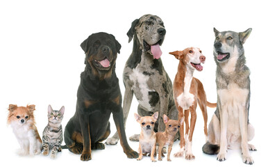 Fototapeta na wymiar group of pets in front of white background
