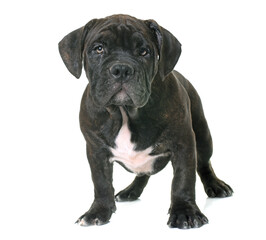 puppy american staffordshire terrier in front of white background