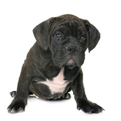 puppy american staffordshire terrier in front of white background