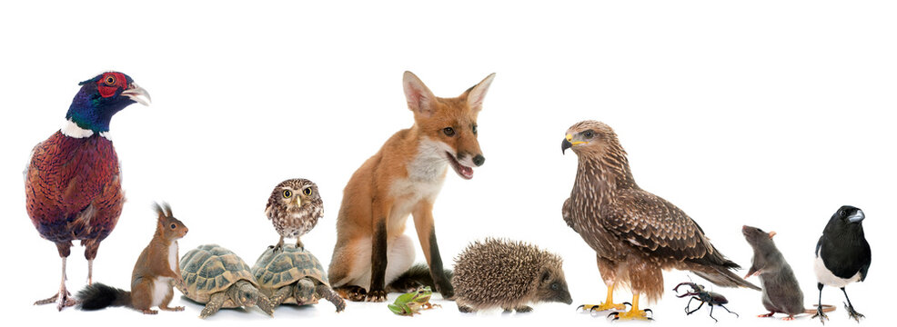 group of wild animals in Europe in front of white background
