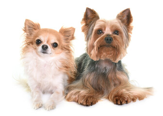 yorkshire terrier and chihuahua in front of white background