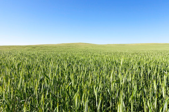 Agricultural field on which grow immature young cereals, wheat. Blue sky with clouds in the background