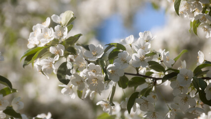 white flowers of a flowering tree in summer