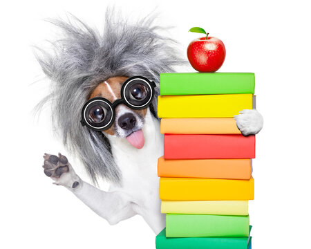 smart and intelligent jack russell dog with nerd glasses sticking out the tongue wearing a grey hair wig holding  book stack , isolated on white background