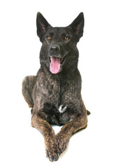 dutch shepherd  in front of white background