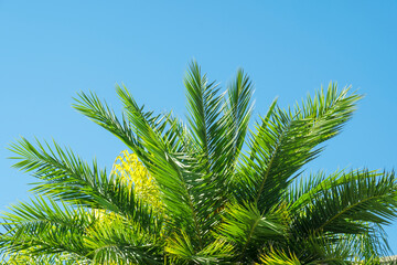 Close-up of palm tree leaves on a sunny day
