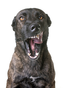 dutch shepherd  in front of white background