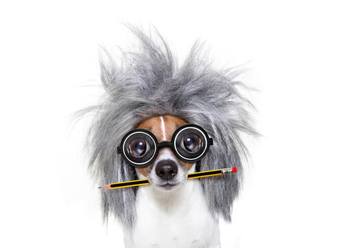 smart and intelligent jack russell dog with nerd glasses  wearing a grey hair  with pen or pencil in mouth  , isolated on white background