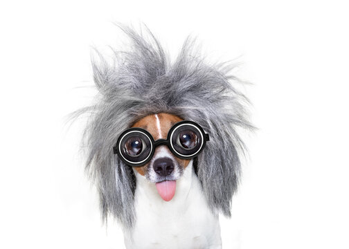 smart and intelligent jack russell dog with nerd glasses  wearing a grey hair stikcing out the tongue , isolated on white background